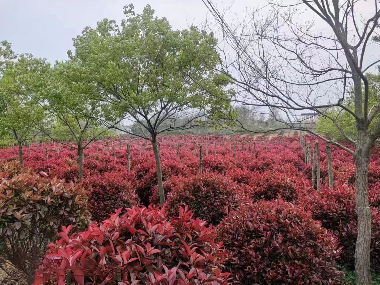 認真做綠化人請您來場地喝茶，吃鐵鍋燉大鵝。